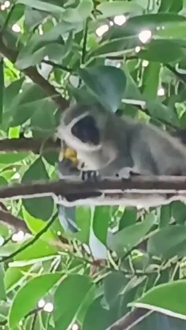 A monkey sits on a branch in a leafy tree and eats a piece of yellow fruit. The monkey is grey in color and the background is filled with green foliage and some indistinct lights. There are some bird sounds in the background.