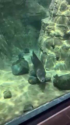 The video shows a large otter swimming in an enclosure designed to mimic a river environment.  The otter swims from the bottom of the tank, toward the surface, and then exits the water.  The enclosure has a rocky wall and a fake tree.