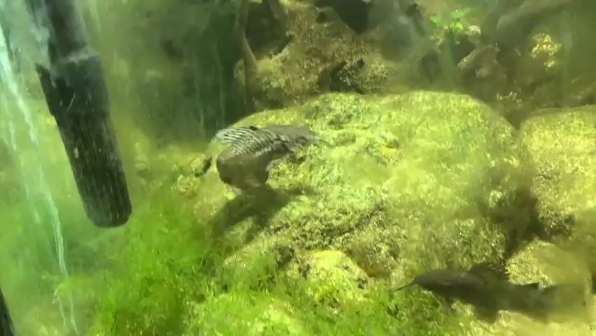 The video shows an aquarium with several fish swimming around rocks and aquatic plants. In the foreground, a dark-colored filter is visible on the left side of the screen. A larger fish with a patterned body swims past the camera, followed by a smaller fish. Further back, a catfish with barbels rests on the sandy bottom. The water appears somewhat murky, with green algae present on the rocks and plants. Another fish, possibly a loach, is seen swimming near the bottom among the rocks and substrate. The overall environment is a dimly lit, naturalistic aquarium setup.