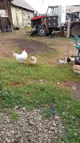 A flock of chickens are foraging in a grassy yard, near a wooden building and a tractor. A dark-colored car is parked in the yard, and a large white bird, possibly a turkey, is pecking at something underneath the car's rear bumper. The yard is somewhat unkempt, with a mix of gravel and grass, and various objects scattered around. The weather appears to be overcast.