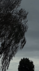 Birch trees against a grey sky in Horst, Netherlands