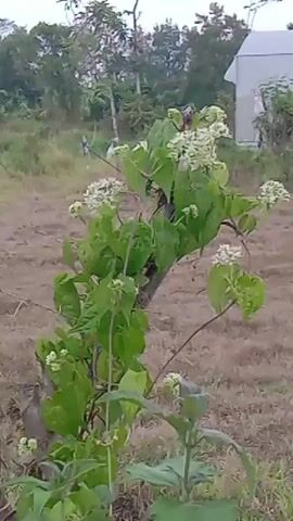 A vine with clusters of small white flowers climbs on a wooden post. The background consists of dry grass, trees, and a white tent-like structure. The video is a still image with no discernible action.