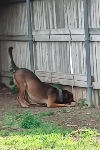 A brown dog with a black muzzle is in a play bow position in front of a wooden fence. The dog's head is down and its rear end is in the air. It appears to be digging or sniffing at something near the base of the fence. There is green grass in the foreground and dirt and debris around the dog and fence. The fence is made of vertical wooden planks supported by horizontal beams and metal posts.