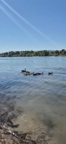 A flock of Canadian geese swim in a body of water under a clear blue sky. The water is calm with gentle ripples. In the background, a tree-lined shore is visible with buildings and houses nestled among the trees. Sunlight glints off the water. The scene appears to be a natural outdoor setting on a sunny day.
