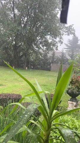 The video shows a close-up view of green leaves covered in raindrops. In the background, a backyard scene is visible, with a lawn, trees, and a house. It appears to be raining, as evidenced by the raindrops on the leaves and the visible rain in the air. The lighting is dim, suggesting an overcast or rainy day.