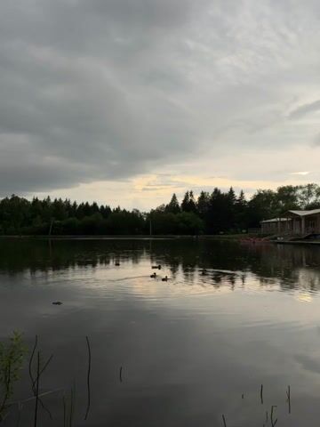 A serene lake under a cloudy sky reflects a dense line of trees across its surface. In the foreground, the dark water is disturbed by ripples. Several ducks are visible swimming in a line on the water. On the right side of the background, a wooden building with a red roof is partially visible, suggesting it might be a boathouse or a lakeside establishment. The overall atmosphere is calm and natural.
