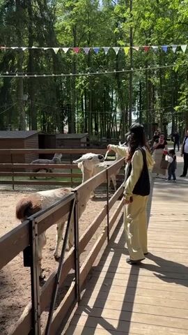 A young woman wearing a yellow hoodie and pants stands on a wooden walkway, feeding a white alpaca by hand. She is holding out her hand toward the alpaca. The alpaca is reaching its head over a wooden fence to eat from her hand. In the foreground, another alpaca with brown and white fur is visible, facing away from the camera. Behind the alpacas, a gray alpaca is grazing in a pen. Several wooden structures and trees are in the background, and colorful flags are strung across the top of the scene. Other people are visible in the background, walking on the walkway. The scene appears to be an outdoor animal exhibit or farm.