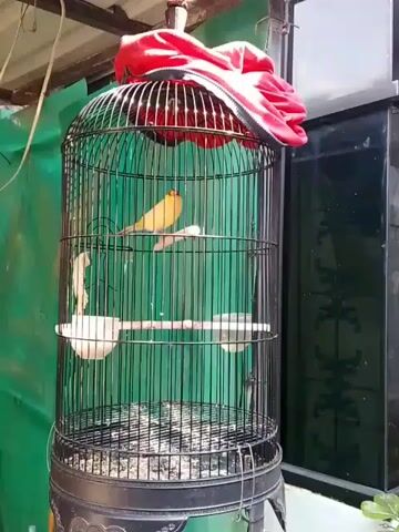 A single yellow bird is in a black wire cage.  The cage is hanging from the ceiling.  There is a red jacket or cloth haphazardly draped on the top of the cage.  There are two white dishes attached to the inside of the cage.  The cage is situated in front of a green tarpaulin and a black-framed window.  The cage has a wire grate at the bottom and is covered with birdseed or grit.