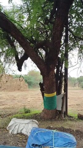 Here's a concise description of the scene:

The video shows a tree in a field, its trunk adorned with a green and yellow cloth band. The tree is surrounded by sparse vegetation and dirt.  A white sack and a blue tarp lay on the ground near the tree. In the background, a stone structure resembling ruins or a construction site is visible.  The sky is overcast. There are no apparent people or animals present in the frame.