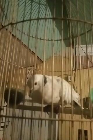The video shows a bird in a cage. The bird is white with grey markings and is hanging upside down from a perch. The cage is metal and appears to be indoors. There is an electrical outlet visible on the wall behind the cage. The camera is positioned outside the cage, looking in. The bird is making a cooing sound.