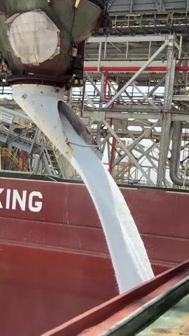 In a port setting at Mers El Hadjadj, Algeria, a large industrial conveyor belt is actively loading a cargo ship. The conveyor, a substantial piece of machinery with a large funnel-like opening at the top, is directing a continuous stream of white granular material onto the deck of a red cargo ship. The material appears to be some form of bulk commodity, possibly salt or a similar mineral product, given its uniform white color and the industrial context of a port.

The scene is one of industrial operation, with the background revealing complex industrial infrastructure. Metal structures, pipes, and walkways are visible, suggesting a large processing or loading facility. The sky is bright, indicating it is daytime, and no specific weather conditions like rain or fog are apparent.

On the side of the red cargo ship, prominent white lettering spells out part of a word: "KING". This suggests the ship's name or a related identifying marker. The overall impression is one of efficient, large-scale material handling, a common sight in a busy port facilitating international trade. There are no people clearly visible in the frame, emphasizing the focus on the automated loading process. The angle of the shot, looking down into the ship's hold, highlights the volume of material being transferred.