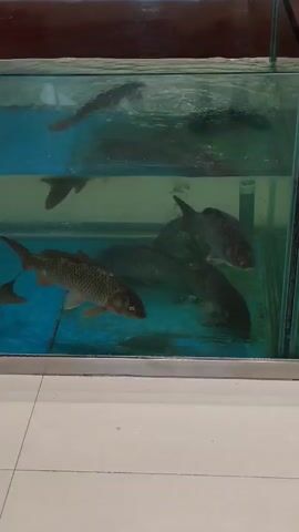 A video shows a close-up shot of fish swimming in a clear aquarium with blue-tinted water. The aquarium is set against a light-colored tiled floor and a red wall. There are multiple carp and other fish of various sizes visible in the tank. Some of the fish are dark gray, while one is a lighter brown or orange color. In the background, there are some price tags visible on the glass, suggesting the fish are for sale. The camera is positioned at a low angle, looking into the aquarium. The video appears to be taken in a market or restaurant setting.