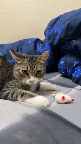 A tabby cat lies on a bed with a blue comforter patterned with white stars. The cat is batting at a small stuffed mouse toy with pink ears and a red tail. The cat's paws are blurred with motion as it plays with the toy. The scene is indoors, and the lighting is soft.