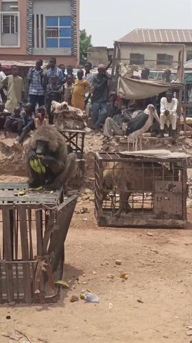 Caged animals draw crowds at Gawuna marketplace