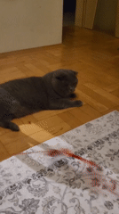 Scottish Fold cat plays with toy mouse indoors