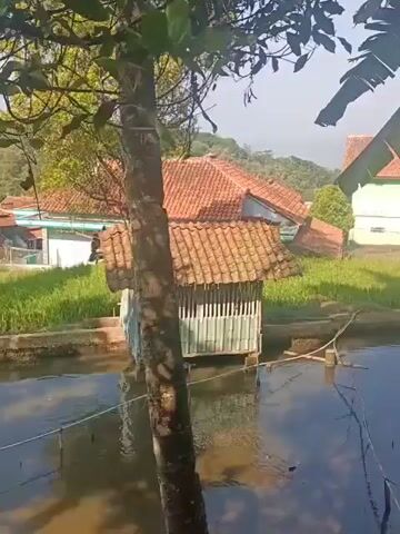 The video shows a body of water, possibly a pond or a lake. There are houses in the background with red tiled roofs. Vegetation, including trees and grass, is visible. A small structure is built over the water. The overall scene appears to be a rural or semi-rural setting. The video is filmed from a distance, and the quality is not very high. There are no people visible in the video.