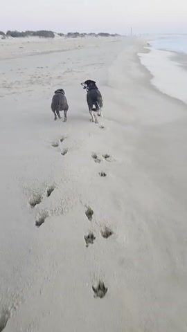 The video shows two dogs running along a sandy beach. Their paw prints are visible in the sand as they move away from the camera. The ocean is on the right side of the frame, and the sky is overcast. There are some dunes and vegetation in the distance. The video is shot from a low angle, close to the ground.