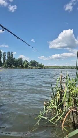 The video shows a fishing rod over a lake on a sunny day. The water is slightly rippled, and reeds grow along the edge of the lake. In the background, trees and a blue sky with white clouds are visible. The camera pans slightly to the left, showing a green fishing rod holder in the foreground.