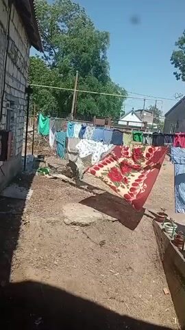 The video pans across an outdoor courtyard with clothes hanging on a clothesline in the background. There is a blanket draped over the clothesline in the foreground. The camera then moves inside to focus on a flowering orchid on a windowsill, with a view of the courtyard visible through the window. The camera continues to pan, showing more potted plants and a glimpse of a room interior.