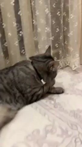 A gray tabby cat wearing a black collar is shown in a close-up video on a patterned bed, set against a background of a cream-colored lacy curtain. Initially, the cat is lying down and licking its paw. The camera then moves in closer, and the cat looks directly at the camera. It briefly sticks its tongue out before resting. The lighting is soft.