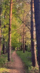 Woman walks through pine forest paths in Podshivalovo, Russia