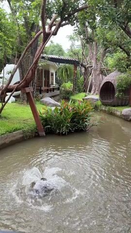 The video shows a serene outdoor scene with a small body of water, possibly a pond or a slow-moving stream, in the foreground. A fountain in the water is actively spraying water, creating a bubbly effect. Surrounding the water is lush greenery, including well-maintained grass and mature trees with sprawling branches. In the background, a building with a traditional architectural style is visible, featuring a covered porch with wooden supports and a tiled roof. Several large rocks are placed along the edge of the water, and a cluster of bright red and green tropical flowers adds a splash of color to the scene. To the right, a unique, woven-like structure, possibly a decorative birdhouse or seating area, is nestled amongst the trees. The overall ambiance is tranquil and natural.