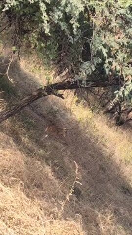 The video shows a deer lying dead on the ground in a grassy area. The deer is tan with white spots and has antlers. The grass is dry and brown. There are trees and branches overhead, casting shadows on the ground. The camera angle is high, looking down on the deer. The deer appears still. There is no visible movement other than the camera moving slightly.