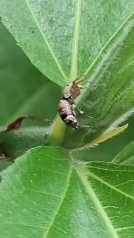 The video shows a small, striped spider on a green leaf. The spider is positioned on the textured surface of the leaf, near a stem. The camera focuses closely on the spider, capturing its intricate patterns and movements. The surrounding leaves provide a natural, outdoor environment.