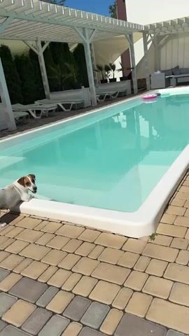 A dog stands by the edge of a swimming pool. The dog is white and brown with black markings. The dog's head is lowered, and its paws are on the pool's edge. The pool is filled with turquoise water. The pool is surrounded by a patio paved with tan and brown interlocking stones. White lounge chairs and a pergola are visible in the background.