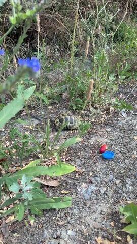 A tortoise is visible in the center of the frame, partially obscured by green foliage. To the right of the tortoise, two plastic bottle caps are on the ground, one red and one blue. The ground is composed of dirt and small stones. The background consists of dense green vegetation, suggesting an outdoor environment.