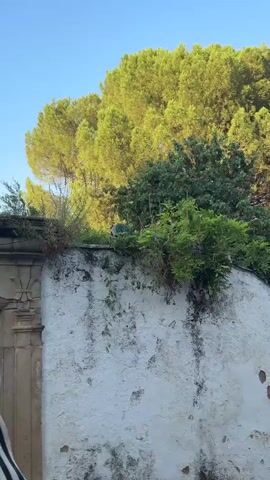 This video captures a peacock perched on a white, textured wall covered in moss and vines. The peacock, a vibrant blue and green, is the central subject. Behind the wall, lush green trees and foliage create a natural backdrop. The lighting suggests it is daytime, with sunlight dappling through the leaves. The scene appears to be outdoors in a natural or semi-natural setting. The peacock is stationary for most of the video, looking down and occasionally shifting its weight. There are no people or other animals visible. Two green signs with white text are partially visible on the wall in the lower right portion of the frame, but the text is too small to read clearly. The setting could be a garden, park, or an area with a mix of architecture and greenery. The overall mood is peaceful and serene, highlighting the beauty of the peacock in its natural environment. The location context of Ronda, Spain, might suggest an Andalusian garden or courtyard setting.
