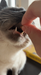 Cat receives treat from owner in Antwerp