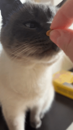 Cat receives treat from owner in Antwerp