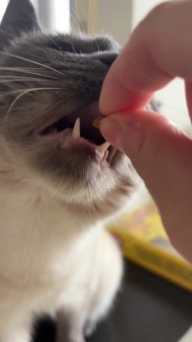 Cat receives treat from owner in Antwerp