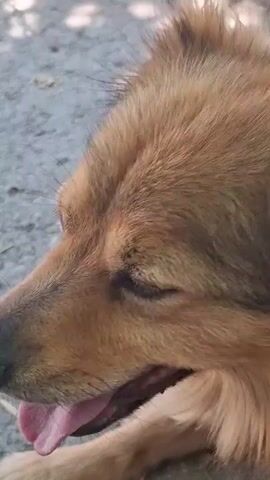 This is a close-up, eye-level video of a medium-sized, tan-colored dog lying down outdoors. The dog's head is the primary focus, and it is panting with its mouth open and tongue visible. The background appears to be a dirt or gravel surface, possibly a path or yard, with some dappled sunlight suggesting it's daytime. The video captures the dog's facial features, including its eyes, nose, and fur texture.