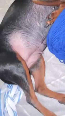Here is a brief description of the video:

The video shows a black and brown dog lying on a patterned blanket next to a ball of blue yarn. The dog is initially lying on its back and is looking off to the side. As the camera moves closer, the dog turns its head to look directly at the camera. The video is filmed at a close range.