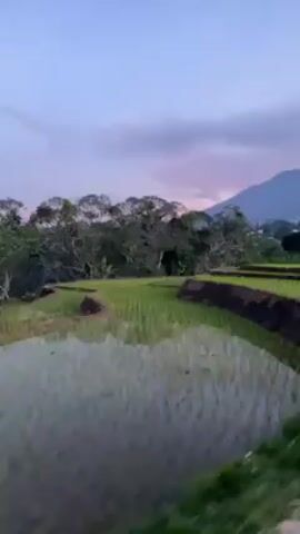 The video shows a view of rice paddies and a distant mountain under a cloudy, twilight sky. The camera moves along a narrow paved road beside the rice paddies. A single motorcycle with its taillight illuminated approaches from the distance on the road. The environment appears rural, with occasional houses visible among the trees.
