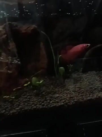 The video shows a red betta fish swimming in a dark aquarium. The aquarium has a gravel substrate and some plants. There are also some rocks and decorations in the background. The lighting is dim, but the fish is clearly visible.
