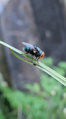 Close-up insect photography session captures flies and ants in Indonesia