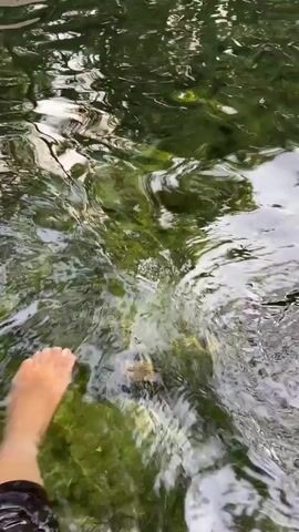 A person's bare foot is visible as they wade through clear, green-tinged water. The water is shallow, revealing the bottom, and ripples are formed by the movement. The surrounding environment appears to be natural, with aquatic plants visible beneath the surface. The footage is shot from a first-person perspective, looking down at the water.