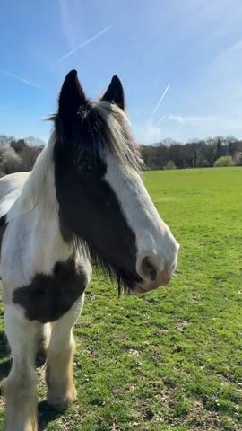 The video shows a black and white horse standing in a green field under a blue sky with contrails. The horse faces the camera, then its head turns slightly to the right. The background includes trees and a fence.