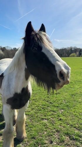 Horse observed in field in Royal Tunbridge Wells