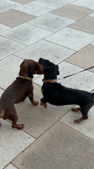 Two dachshunds greet playfully on Moscow sidewalk