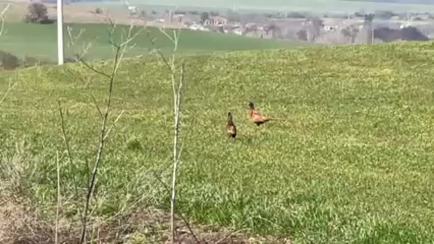 The video shows two pheasants walking in a grassy field. The background includes rolling hills, trees, a white pole, and a building in the distance. The pheasants are moving towards the right side of the frame. The foreground includes sparse vegetation and some small branches.