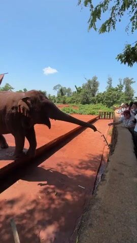 An elephant stands on a reddish-brown platform under a bright blue sky with sparse white clouds. The elephant faces left, with its trunk curled upwards. Behind the elephant, a thatched-roof structure is partially visible. To the right of the platform, a group of people, mostly women wearing light-colored clothing, are standing and watching the elephant. Some people are taking photos with their phones. The elephant is in the foreground, and the people are in the middle ground. The background consists of green trees and vegetation. The scene appears to be outdoors, possibly at a sanctuary or zoo. The elephant's mouth is slightly open, and it appears to be drinking from or interacting with something on the platform, which is a long, raised structure. The sun casts shadows on the platform.