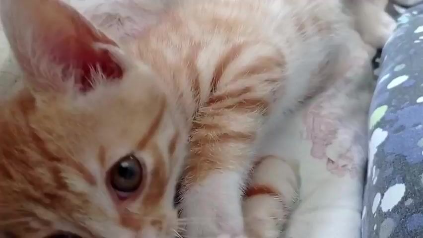 This video shows a close-up of a small orange and white tabby kitten lying on a patterned blanket. The kitten's head is to the left of the frame, and it appears to be chewing on its paw. The kitten's eyes are open, and its ears are perked up. The background is blurred but appears to be a bed or sofa with other blankets. The lighting is soft and natural, suggesting the video was shot indoors during the day. The kitten's fur is short and soft, and its markings are clearly visible. The overall impression is one of a playful and adorable young cat.