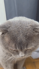 Scottish Fold cat and urban apartment views documented over afternoon
