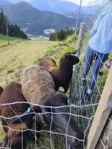 A group of brown and black sheep are gathered behind a wire fence on a grassy hillside. The sheep are facing towards the camera and some of them are reaching through the fence. In the background, there are trees and mountains under a cloudy sky.