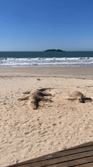 Tourist captures coastal art and beach life in Florianópolis