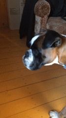 Boxer dog soaking up sunlight in a Russian dacha room